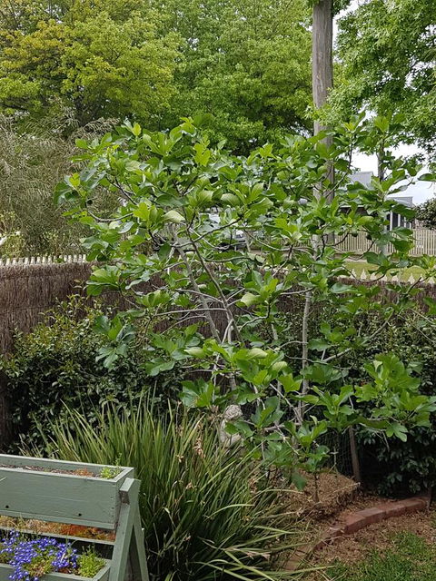 Healesville House - Fig Tree House - ACT Tourism 20