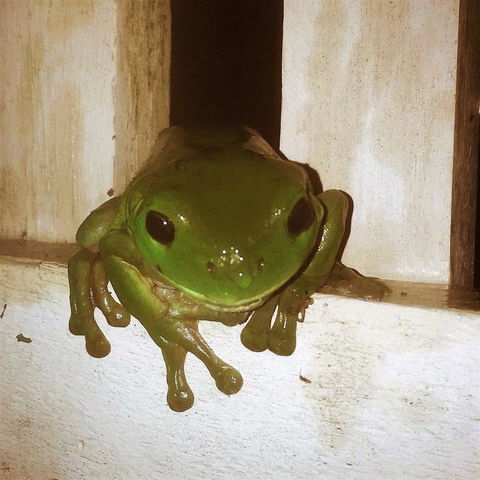 The Canungra Motel - ACT Tourism 3