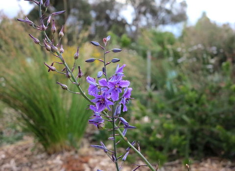 The Chocolate Lily Bed & Breakfast - ACT Tourism 3