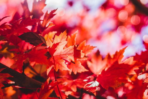 THE MAPLES - ACT Tourism 3
