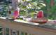 The Treehouse In Dawesville - thumb 1