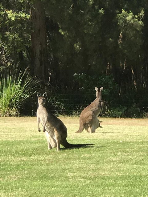 Tinglewood Cabins - ACT Tourism 2