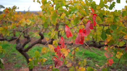 Triple Creek Guest House - Barossa Region - ACT Tourism 3