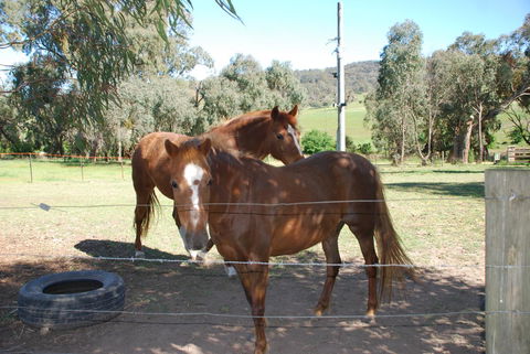 Bluegum Ridge Cottages - ACT Tourism 34