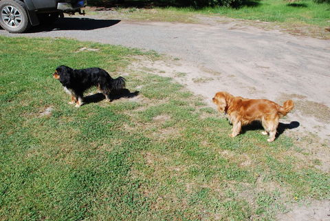 Bluegum Ridge Cottages - ACT Tourism 6