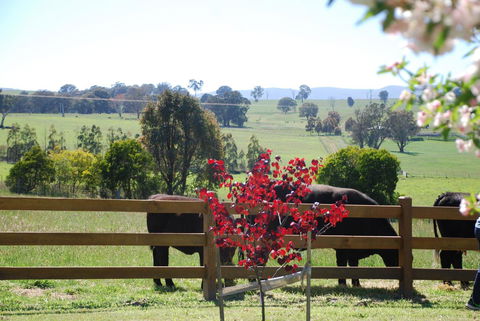 Bluegum Ridge Cottages - ACT Tourism 33