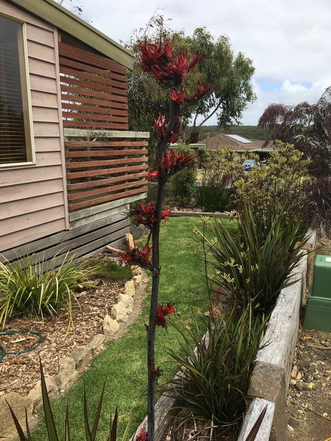 The PC Cottage - ACT Tourism 31