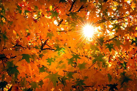 Alpine Aspects - ACT Tourism 15