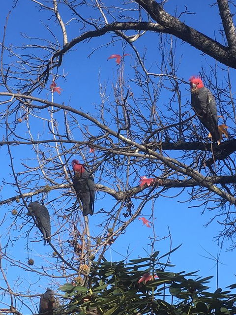 Alpine Aspects - ACT Tourism 17