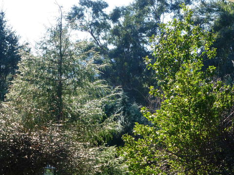 Alpine Aspects - ACT Tourism 8