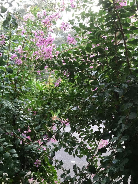 Alpine Aspects - ACT Tourism 19