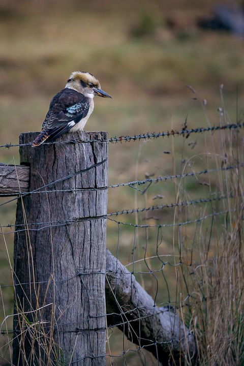 Alpine Aspects - ACT Tourism 12