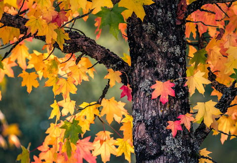 Alpine Aspects - ACT Tourism 27