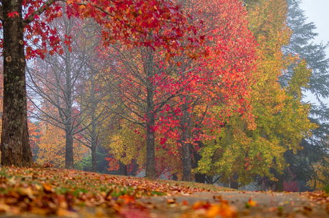 Alpine Aspects - ACT Tourism 2