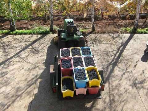 Waybourne- Vineyard And Winery - ACT Tourism 9