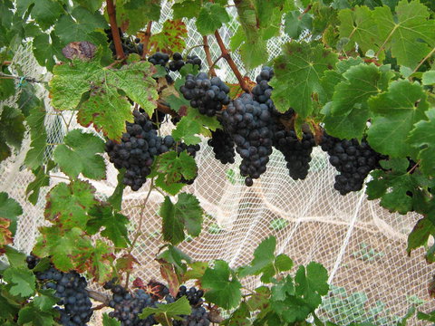 Waybourne- Vineyard And Winery - ACT Tourism 8