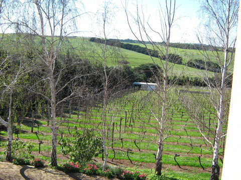 Waybourne- Vineyard And Winery - ACT Tourism 2