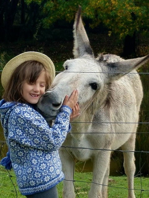 Aspens Springs Farmstay - ACT Tourism 32