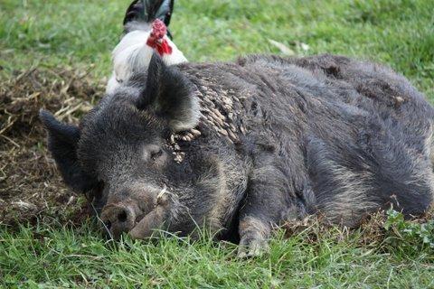 Aspens Springs Farmstay - ACT Tourism 26