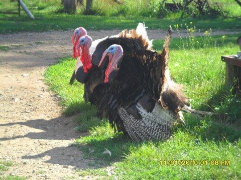 Aspens Springs Farmstay - ACT Tourism 23