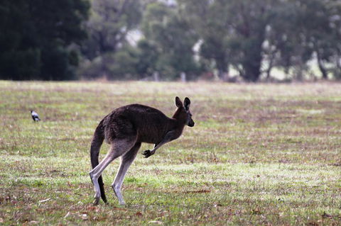 Grampians Pomonal Cottages - ACT Tourism 26