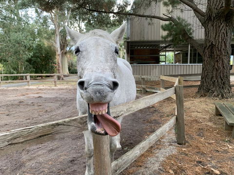 Kangaroo Manor - ACT Tourism 12