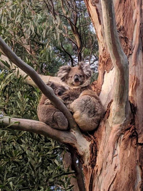 Kangaroo Manor - ACT Tourism 9