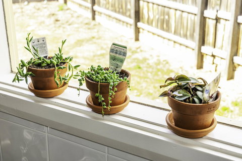 Bacchus Centro - ACT Tourism 10