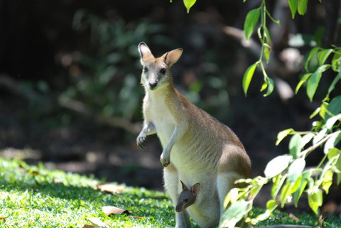 Sanctuary Palm Cove - ACT Tourism 6