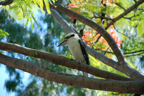 Sanctuary Palm Cove - ACT Tourism 7