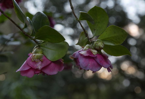 Bower 63 - ACT Tourism 21