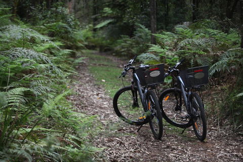 Woodlands Rainforest Retreat - ACT Tourism 2