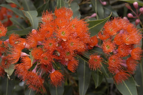 Ficifolia Lodge - ACT Tourism 26