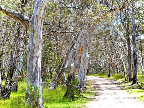 Cabin 1 - Snowy Accommodation - ACT Tourism 1
