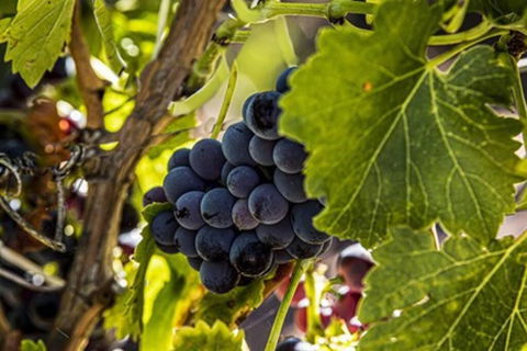 CASALE COTTAGE Barossa Valley - ACT Tourism 4