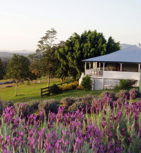 Dayboro - Blue Ridge Lavender Cottage - ACT Tourism 4
