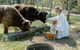 Family Fun On The Farm! Close To Kenilworth Stylish Feed Friendly Cows Breathtaking 360 Views - thumb 0