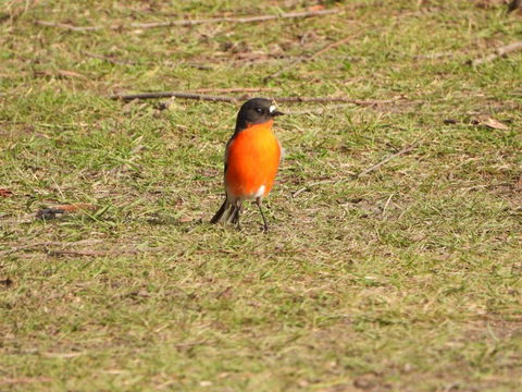 Gulkula2 Wildlife Retreat - ACT Tourism 1