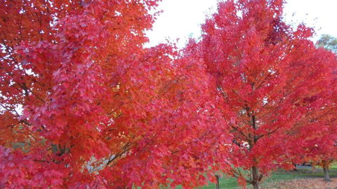 HEALESVILLE GETAWAY - ACT Tourism 0