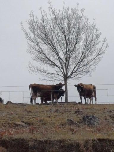 HighRoost Bed & Breakfast Accomodation - Rural Escape - ACT Tourism 2