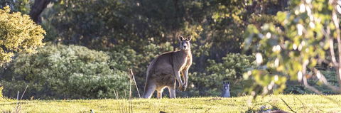 Alkina Lodge - Great Ocean Road - ACT Tourism 3