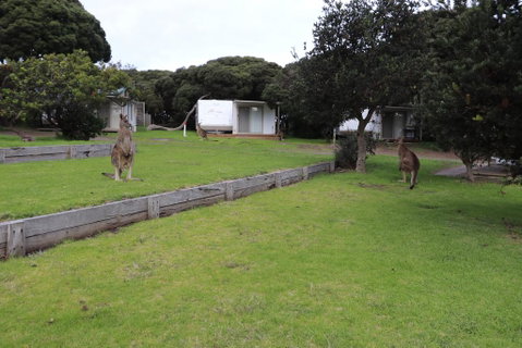 Anglesea Family Caravan Park - ACT Tourism 3
