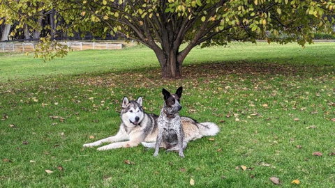 Mountain Culture Farm Stay - Pet Friendly - ACT Tourism 2