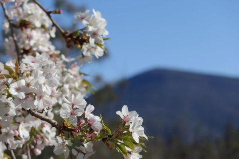Mountains And Treetops Retreat - Nature Getaway - ACT Tourism 3