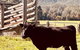 Peppercorns Riverside Farm Stay - thumb 0