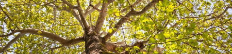 Poplar Tourist Park - ACT Tourism 1