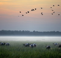 Bamurru Plains - ACT Tourism
