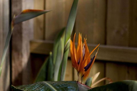 Rose Cottage - ACT Tourism 1