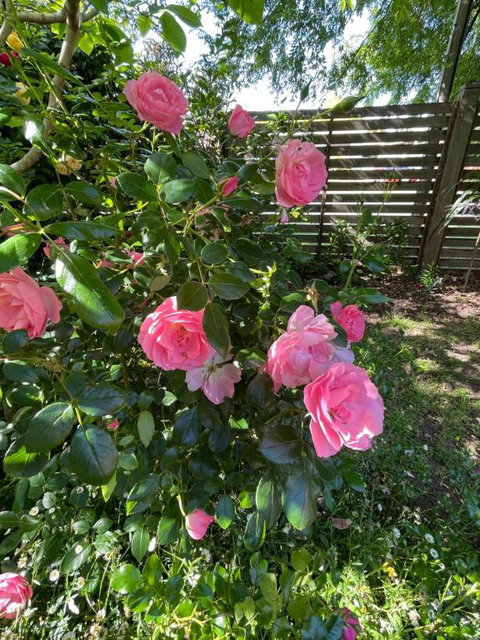 Rosehaven On Rosebud - ACT Tourism 1