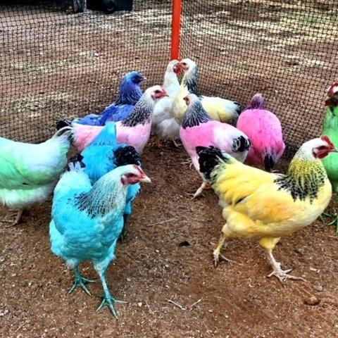 Royal Carrangarra Hotel - ACT Tourism 3